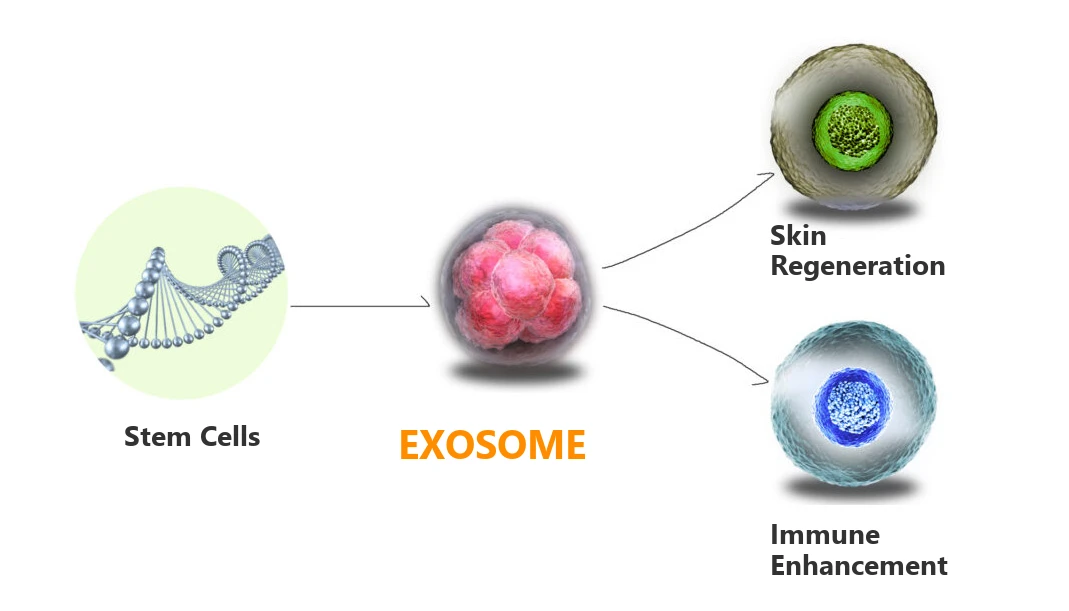 How exosomes work: Stem Cells to エクソソーム to Skin Regeneration and Immune Enhancement